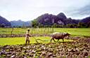 Laotian-Rice-Farmer.jpg