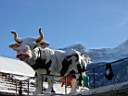 alps_cow.jpg
