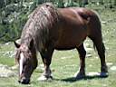 cheval_pyrenees_NE.jpg