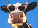 coolcow.jpg