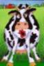 cow_kisses.gif