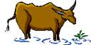 vache_indienne.gif
