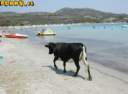 vache_plage.jpg