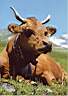 vache_savoyarde.jpg