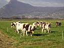 vaches_annecy_eric.jpg