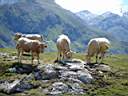 vaches_pyrenees_NE.jpg
