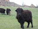 yak_mongolie1.jpg