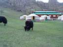 yak_mongolie2.jpg