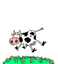 Kuh43.gif