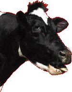 vache_013.gif
