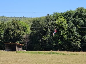 Roc et Tyro & vaches