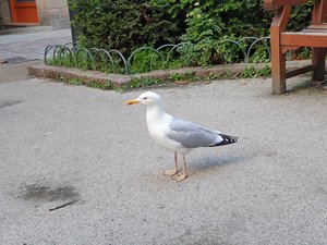 260513breizh016.jpg