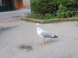 260513breizh017.jpg