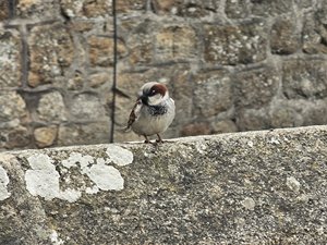 260514breizh120.jpg