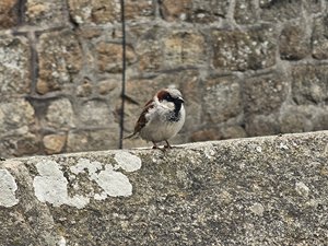 260514breizh121.jpg