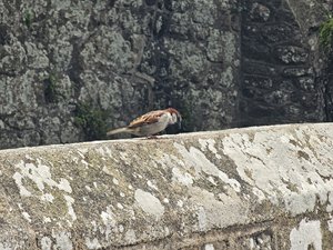 260514breizh126.jpg