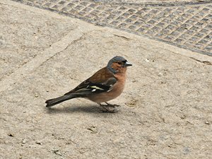 260514breizh128.jpg