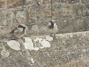 260514breizh147.jpg