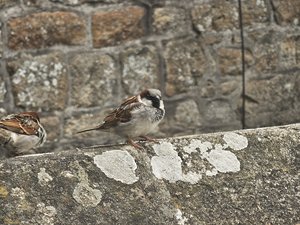 260514breizh148.jpg
