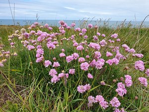 260516breizh448.jpg