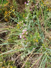 260516breizh460.jpg