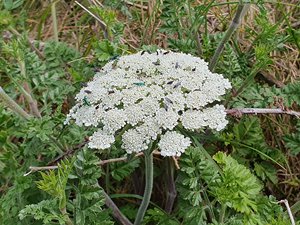 260516breizh462.jpg