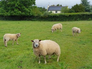 260517breizh529.jpg