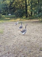 260720breizh031.jpg
