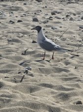 260720breizh091.jpg