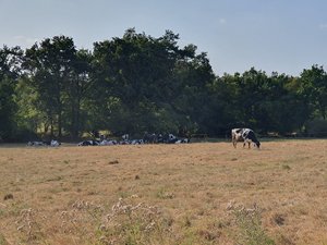 260722breizh229.jpg