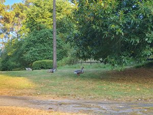 260723breizh251.jpg