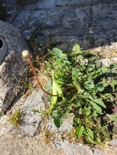 260724breizh256.jpg