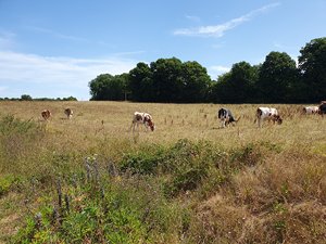 260724breizh263.jpg