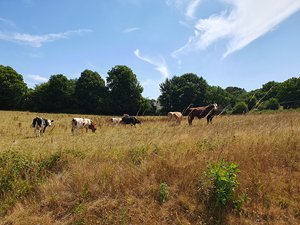 260724breizh165.jpg