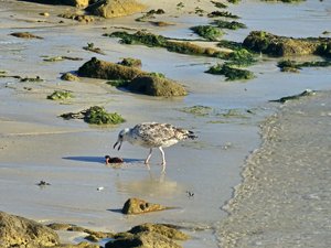 260728breizh459.jpg