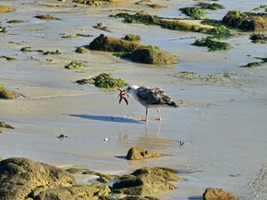 260728breizh461.jpg