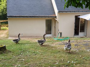 260731breizh899.jpg