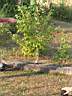 villeconin2006_4712.jpg